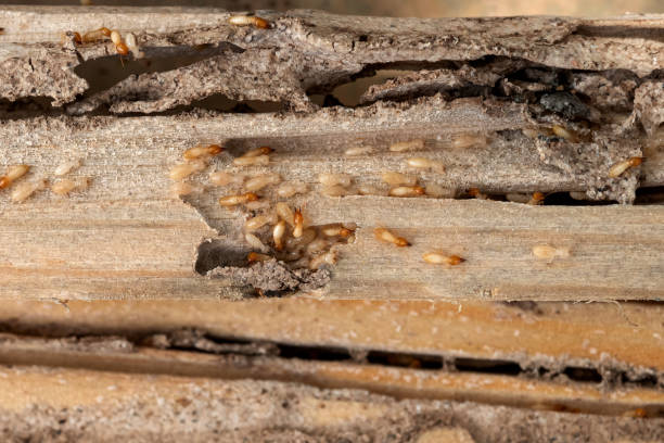 Best Insect Control  in Danvers, IL